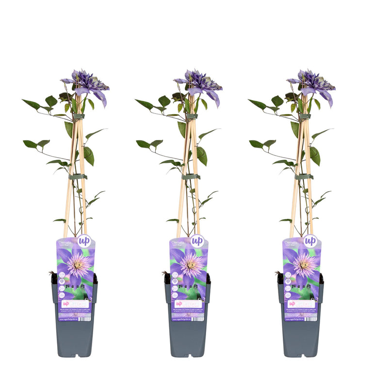 Clematis Multi Blue – Zierstrauch, 65cm hoch, Ø15cm Topf