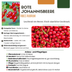 3 x Bio-Stachelbeerpflanzen – Ø 13 cm – ↨ 20 cm Bild 6