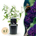 Buddleja davidii Black Night: 3 Schmetterlingsflieder, 45cm hoch, Topf 17cm Bild 1
