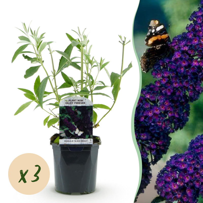 Buddleja davidii Black Night: 3 Schmetterlingsflieder, 45cm hoch, Topf 17cm
