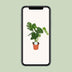 Monstera Deliciosa swiss cheese plant in a Ø17cm pot, ↕55cm Bild 5