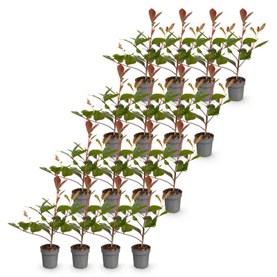 Green boutiQ - 16x Photinia fraseri Red Robin - Glanzmispel - Heckenpflanzen - Immergrün - Rot - Topf 9cm - Höhe 25-35cm