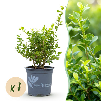 BetterBuxus Babylon Beauty: 7 widerstandsfähige Pflanzen für 1m Hecke