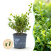 BetterBuxus Babylon Beauty: 7 widerstandsfähige Pflanzen für 1m Hecke Bild 1