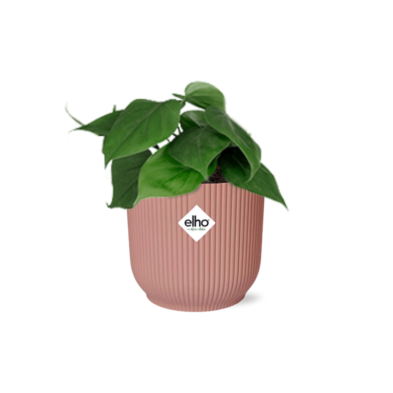 Philodendron Scandens im rosa ELHO Vibes Topf (14 cm)