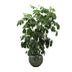 Schefflera Amate XL (220 cm, Ø45) - Tropische Strahlenaralie Bild 1