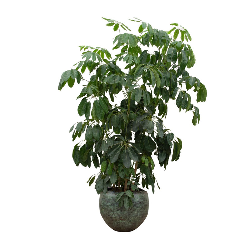 Schefflera Amate XL (220 cm, Ø45) - Tropische Strahlenaralie