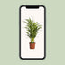 Goldfruchtpalme Dypsis Lutescens - Ø17cm - ↕65cm Bild 5