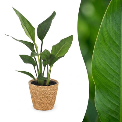 Green boutiQ - Strelitzia Reginea - Paradiesvogelblume - 1 Pflanze - mit Seegraskorb - Topf 12cm - Höhe 35cm