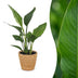 Green boutiQ - Strelitzia Reginea - Paradiesvogelblume - 1 Pflanze - mit Seegraskorb - Topf 12cm - Höhe 35cm Bild 1