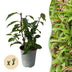 GreenboutiQ: 8x Kirschlorbeer 'Angustifolia' Heckenpflanzen (30-35cm, Topf 9cm) Bild 1