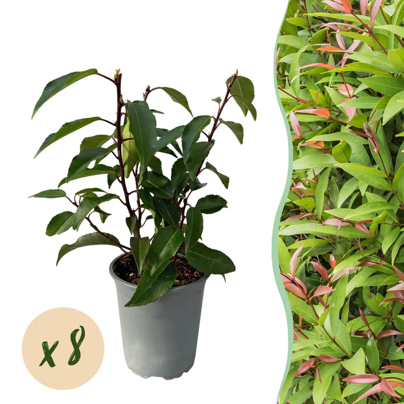 GreenboutiQ: 8x Kirschlorbeer 'Angustifolia' Heckenpflanzen (30-35cm, Topf 9cm)