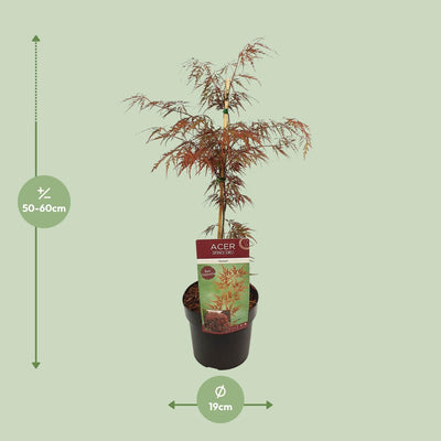 Acer palm. 'Garnet' - Japanischer Fächerahorn, Ø19cm, ↕40cm