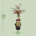 Acer palm. 'Garnet' - Japanischer Fächerahorn, Ø19cm, ↕40cm Bild 2