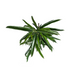 Ficus Binnendijkii Alii Ø17cm | Eleganter Zimmerbaum für helle Räume Bild 3