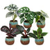 Baby Jungle Mix: 6 Tropische Zimmerpflanzen mit Kupferblatt (Ø6cm) Bild 2