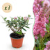 Buddleja Butterfly Candy Little Pink: 3x Butterfly Bush, pink, 12cm Pot Bild 1