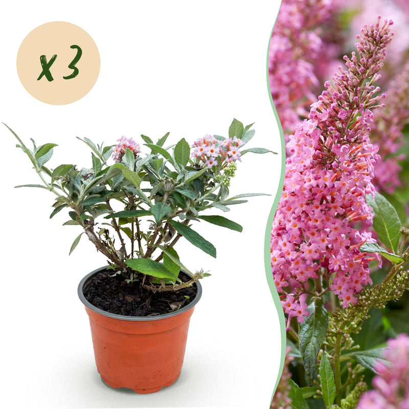Buddleja Butterfly Candy Little Pink: 3x Butterfly Bush, pink, 12cm Pot