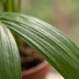 Green boutiQ - Areca Lutescens - Goldfruchtpalme - 2 Pflanzen - met Potter Wit - Pot 12cm - Hoogte - 45cm Bild 4
