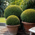 6x Common Boxwood - 10-25cm - Ø9cm Bild 8