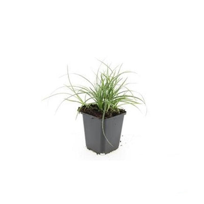 12x Luzula nivea (Schneegarben) - 10-25cm Höhe