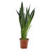 Sansevieria Zeylanica (Bogenhanf) Ø27cm - 120cm hoch Bild 1