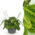 Maranta Fascinator Lemon Lime Zimmerpflanze im Topf 12cm Bild 1