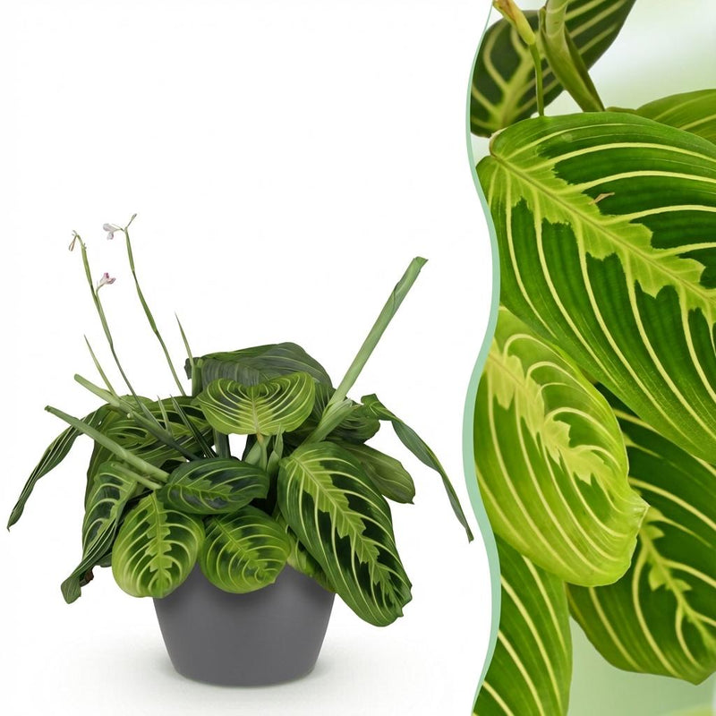 Maranta Fascinator Lemon Lime Zimmerpflanze im Topf 12cm