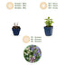 Green boutiQ - Perennial Plant - Nepeta Tricolour - Catnip - Bee and butterfly attractors - Purple - Pink - White - 12 Plants - Pot 11cm - Height 15-25cm Bild 7