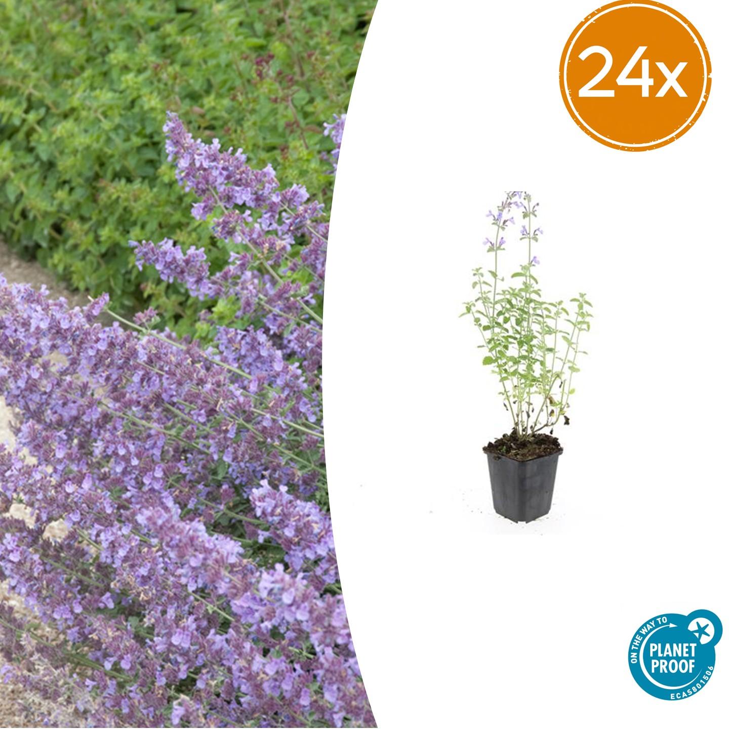 24x Nepeta 'Walker's Low' - ↕10-25cm - Ø9cm