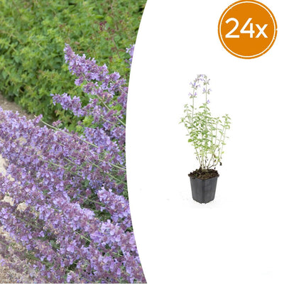 24x Nepeta 'Walker's Low' - Lavendelblaue Blütenstaude, pflegeleicht