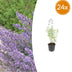24x Nepeta 'Walker's Low' - Lavendelblaue Blütenstaude, pflegeleicht Bild 1