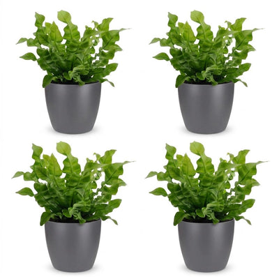 Green boutiQ - Asplenium Crispy Wave - Krauser Wellenfarn - 4 Pflanzen - mit Potter Grijs - Topf 12cm - Höhe - 30cm