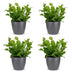 Green boutiQ - Asplenium Crispy Wave - Krauser Wellenfarn - 4 Pflanzen - mit Potter Grijs - Topf 12cm - Höhe - 30cm Bild 2
