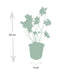 24x Geranium Rozanne (10-25cm) - Robust Perennial for Long-Lasting Blooms Bild 3