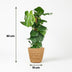 Monstera Deliciosa Fensterblatt mit Moosstab – 90cm – Grün Bild 3