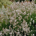 Lavendel 'Edelweiss': Weiße Blüten, Duft, Bienenfreundlich Bild 5