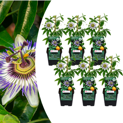 6x Passiflora caerulea (Passionsblume) – Exotische Kletterpflanze