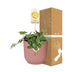 Peperomia 'Hope' in rosa ELHO Vibes Topf 14 cm Bild 4