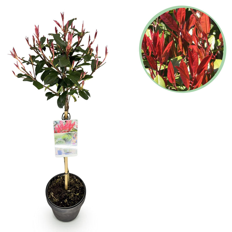 Photinia Carre Rouge auf Stamm - Immergrün, winterhart, 90cm