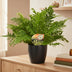 Blechnum Silver Lady: Elegante Silberfarn-Pflanze im Anthrazit-Topf Bild 2