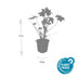 12x Geranium macrorrhizum - ↕10-25cm - Ø9cm Bild 4