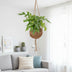 Monstera Minima Kokodama - Easy-care houseplant in a spherical pot Bild 3