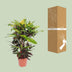 Codiaeum Mango (Croton) - Ø27cm - ↕110cm Bild 4
