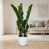 Zamioculcas Zamiifolia (ZZ-Pflanze) - Ø14cm - ↕50cm Bild 3