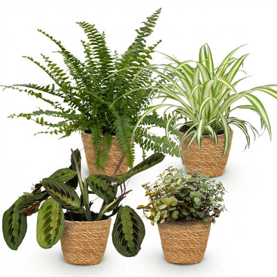 Green boutiQ Pflanzen-Mix: Chlorophytum, Maranta, Calissia, Nephrolepsis