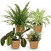 Green boutiQ Pflanzen-Mix: Chlorophytum, Maranta, Calissia, Nephrolepsis Bild 2