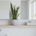 Sansevieria Laurentii: Pflegeleichte Zimmerpflanze mit Luftreinigung Bild 3