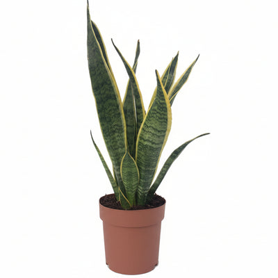 Sansevieria Laurentii: Pflegeleichte Zimmerpflanze mit Luftreinigung