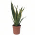 Sansevieria Laurentii: Pflegeleichte Zimmerpflanze mit Luftreinigung Bild 1